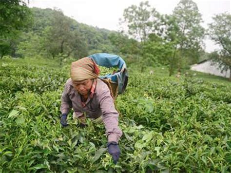 蒼南五鳳茶園 哪裏 茶園的茶葉是否能抵抗全球暖化?